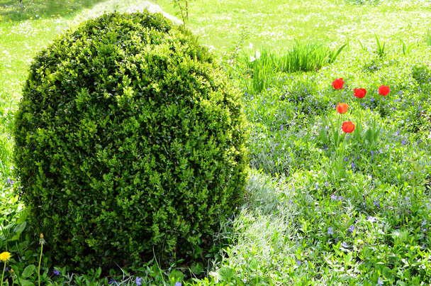 buxus struik geknipt in een ronde vorm in de tuin - Foto, afbeelding