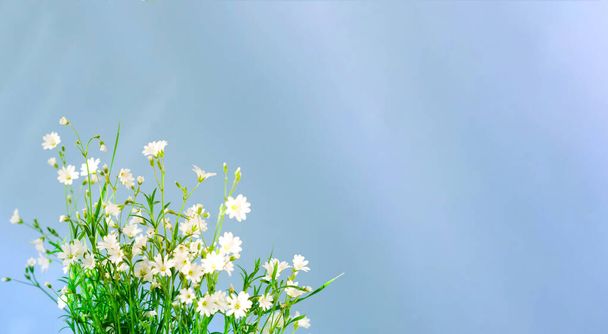 Witte wilde bloemen op blauwe achtergrond. Zomer Equinox Dag. Creatieve kopieerruimte voor een positieve stemming. Minimalistische stijl - Foto, afbeelding