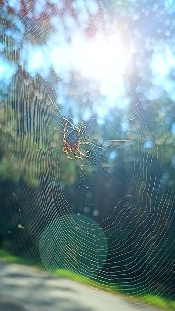 Spinne sonnt sich in Sonnenstrahlen. Spinne sitzt auf Sonnenstrahlen im Netz. Sonnenlicht am Morgen. Fauna des Waldes. Insekten, die im Wald leben. Spinne im Spinnennetz. Arachnologie - Foto, Bild