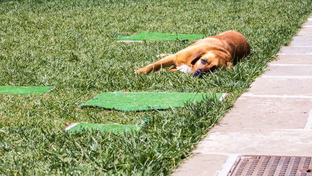 pies odpoczynku na trawie - Zdjęcie, obraz