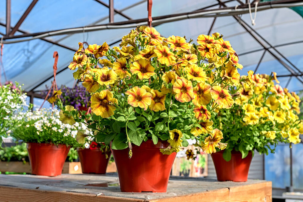 Close-up of a pot of yellow petunia flowers standing on a counter in a garden store - Photo, Image