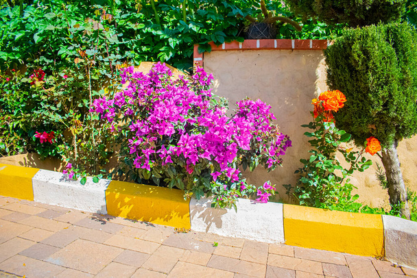 Arkaplan duvarlı pembe çiçekler - Fotoğraf, Görsel