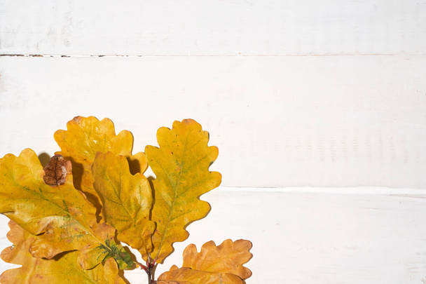 Bladeren op eikentak op een witte houten achtergrond, herfstconcept, kopieerruimte - Foto, afbeelding
