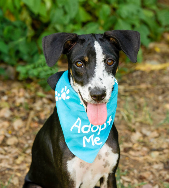 An Animal Shelter Dog Is Wearing An Adopt Me Bandana Looking Straight At The Camera In Vertical Image Format - Photo, Image