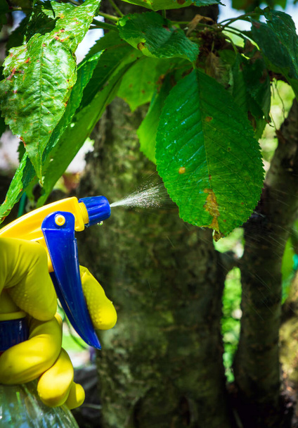 Treating cherry branches with a fungicide against pests or bacterial diseases. Spraying plants with a sprayer. Garden care. - Photo, Image