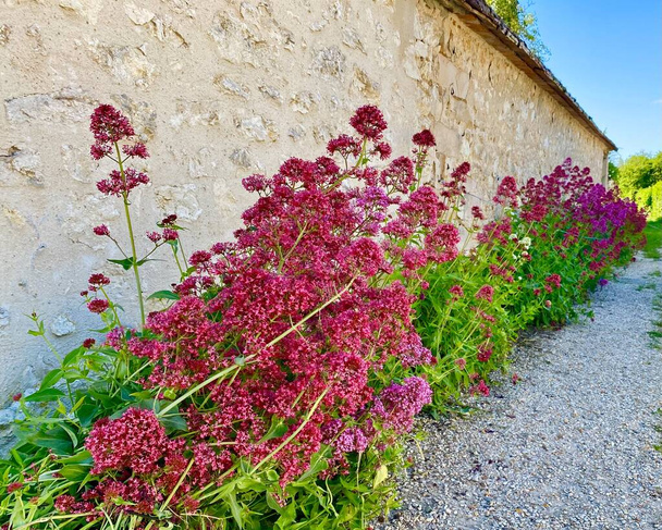 Piękne letnie kwiaty wzdłuż murów winnych w Thomery - Zdjęcie, obraz