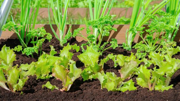 Liściaste warzywa rosną w pięknym ogrodzie. Sałata, pietruszka i cebula są uprawiane na żyznej czarnej glebie w gospodarstwie produkującym żywność ekologiczną dla zdrowej diety.. - Zdjęcie, obraz
