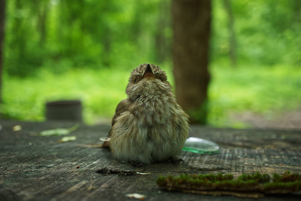 Маленький птах, заплутаний у пластиковій лінії
 - Фото, зображення