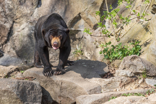 Малайский медведь Helarctos malayanus - самый маленький вид медведя. Он чёрный и на камне. - Фото, изображение