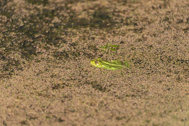 Ένας πράσινος βάτραχος βρίσκεται στην επιφάνεια μιας λίμνης. Γύρω από το βάτραχο υπάρχουν πράσινες νιφάδες χόρτου. - Φωτογραφία, εικόνα