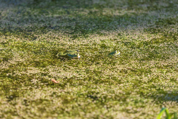 A green toad frog lies on the surface of a pond. Around the frog are green flakes of grass. - Photo, Image
