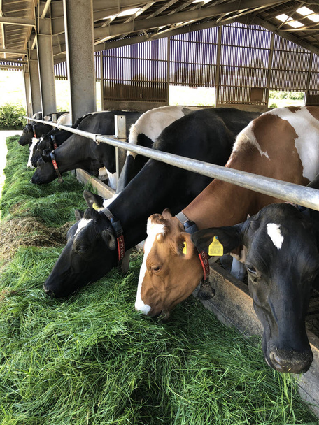 Vacas leiteiras comendo grama fresca e silagem em uma fazenda no início de junho, Inglaterra, Reino Unido - Foto, Imagem