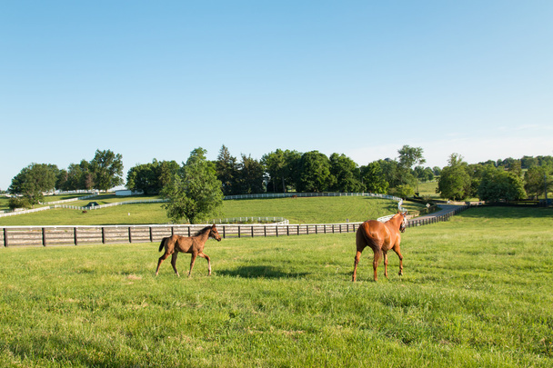 Horses at horse farm. Country landscape.  - Photo, Image