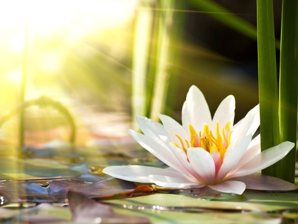 Lotus flower - Photo, Image