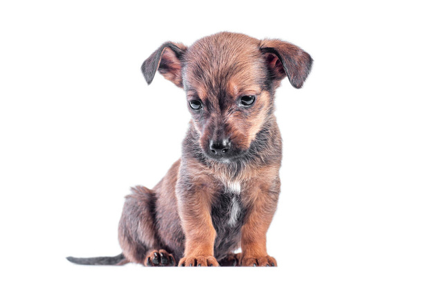 isolated sad mongrel brown puppy lowered his head and sits on a white background - Foto, Bild