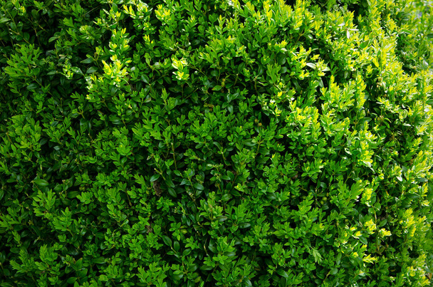 ramas y hojas de un arbusto de boj setos primer plano - Foto, Imagen