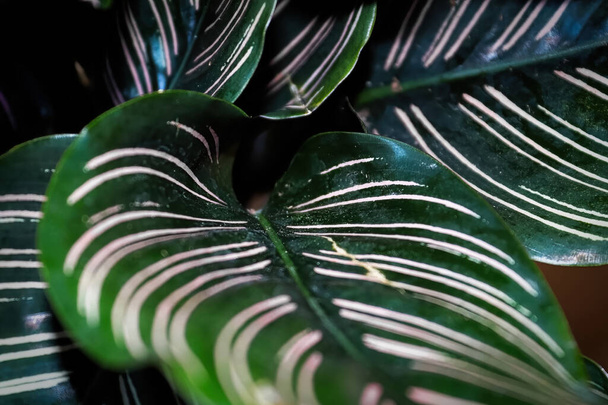 Makro widok liści na roślinę kalatei prążkowanej - Zdjęcie, obraz