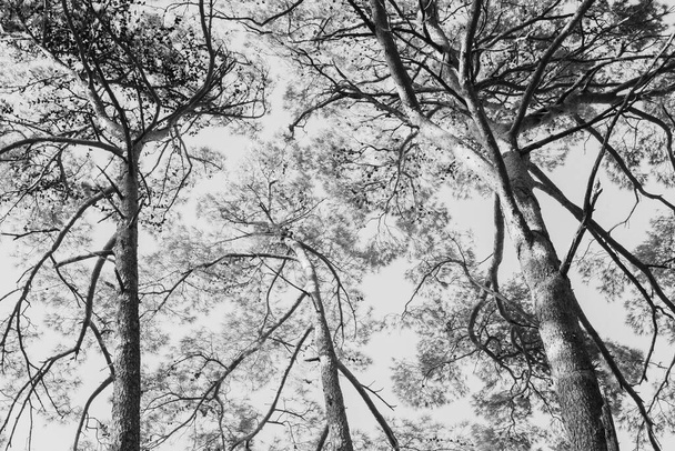 Çam ağaçlarının açısına bak. - Fotoğraf, Görsel