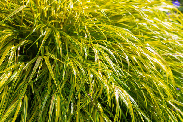 Hakone japanese grass leaves close up. Grassy cozy autumn yellow background. Delicate golden leaves, stems on a blue background. For design, wallpaper, posters, postcards - Zdjęcie, obraz