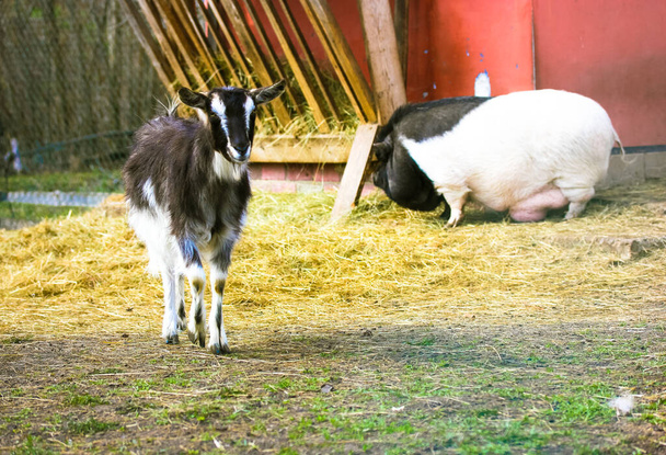 Cute young black and white domestic goat and pig grazing in the pasture at sunny day. Animals on a private farm. Village animals. Free grazing. Livestock. White and black american pygmy Cameroon goat. - Photo, Image