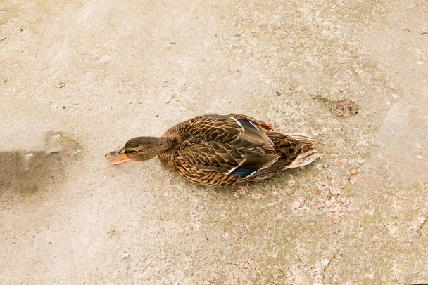 Eine verstörte Ente zischt und drückt ihre Aggression aus. Die Ente flattert mit den Flügeln und streckt den Hals, um sich zu verteidigen. - Foto, Bild