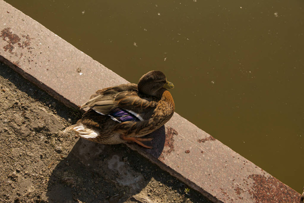 Eine schöne Ente am frühen Morgen auf dem Asphalt im Park am Teich. Der Vogel ist gerade aufgewacht, sitzt zerzaust. - Foto, Bild