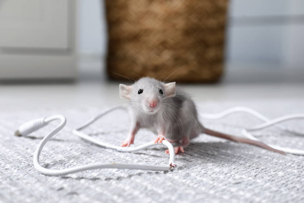 Rat with chewed electric wire on floor indoors. Pest control - 写真・画像