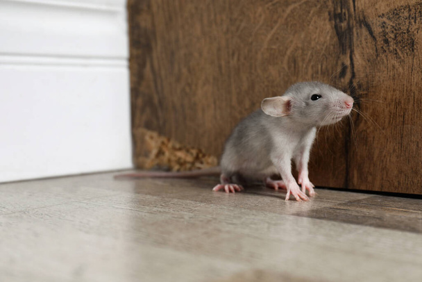 Grey rat near wooden wall on floor. Pest control - Foto, afbeelding