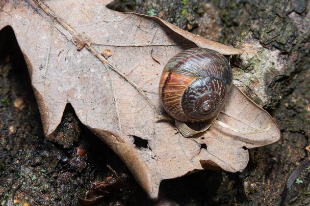 caracol adulto Arianta arbustorum sentado en una hoja de roble muerto en el suelo - Foto, imagen