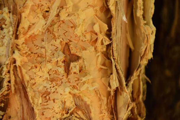 Крупный план ствола дерева из бумаги - Фото, изображение