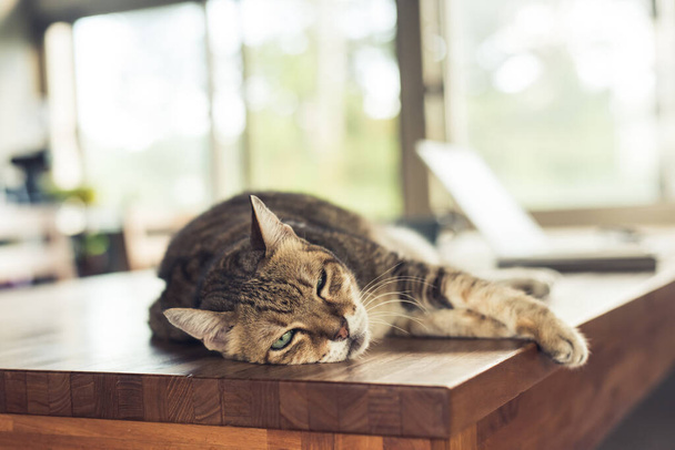 grasa tabby gato doméstico durmiendo en mesa en casa - Foto, Imagen