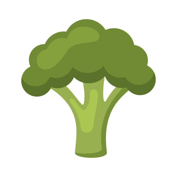 fresh broccoli vegetable - Vector, Image