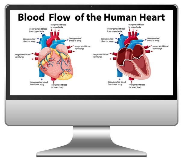 コンピュータ画面上の人間の心臓図の血流分離図 - ベクター画像