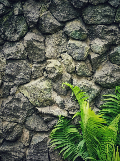 A vertical shot of a fern plant growing under a cobblestone wall - Fotoğraf, Görsel