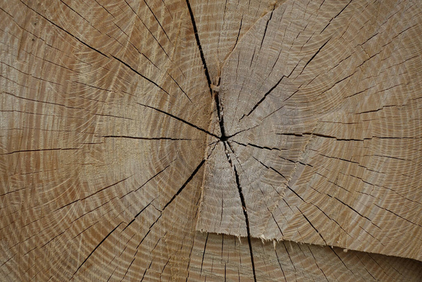 A closeup shot of a dry tree trunk - wood textures - Zdjęcie, obraz