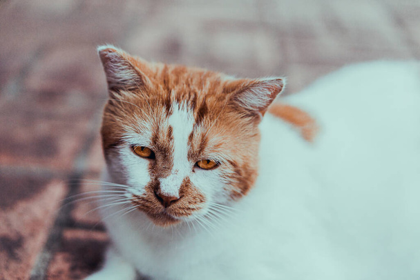 A closeup shot of a cute white and brown cat face with sad eyes lying outside on the sidewalk - Foto, Bild