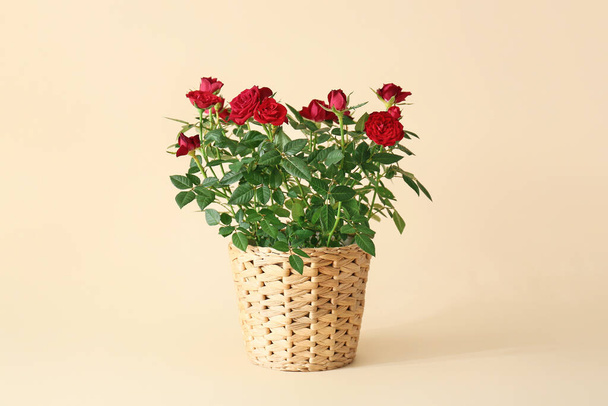 Hermosas rosas rojas en maceta sobre fondo de color - Foto, imagen