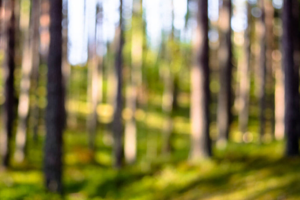 Out of focus forest, defocused blurry bokeh background - Fotografie, Obrázek