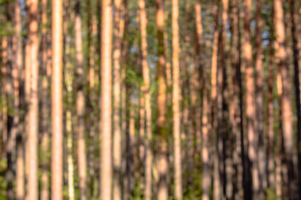 Out of focus forest, defocused blurry bokeh background - Fotografie, Obrázek