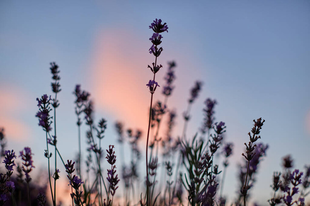 Lavender flowers, sunset on background. - Фото, зображення