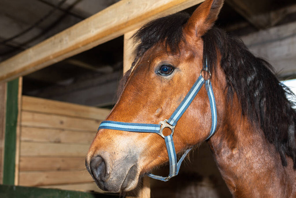 Portré gyönyörű egészséges barna gesztenye ló lovas helyen beltérben. Portré egy fajtiszta fiatal csődörről.Beltéri, közelkép. - Fotó, kép