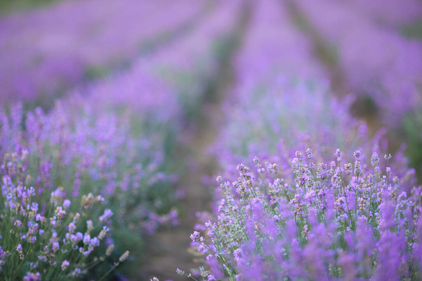 Violet blooming lavender patches in countryside farmland. - Foto, Bild