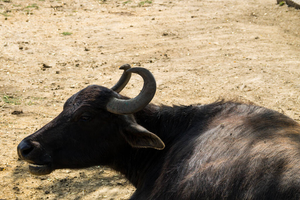 Портрет азиатского буйвола (Bubalus arnee) - Фото, изображение