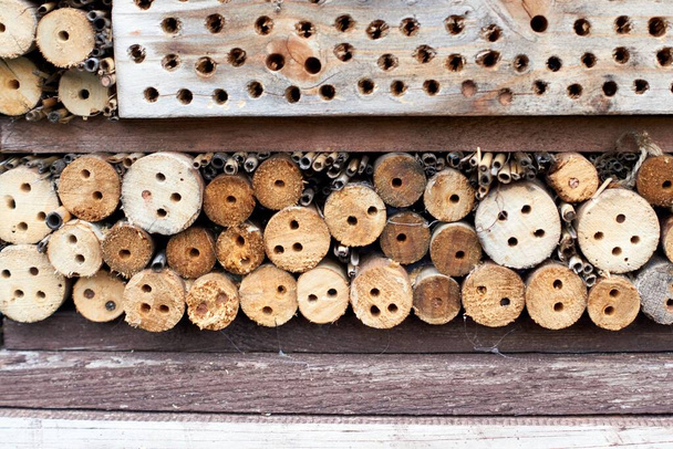 Dzika pszczoła. Mason bee Osmia na sztucznym nesting aid insekt hotel - Zdjęcie, obraz
