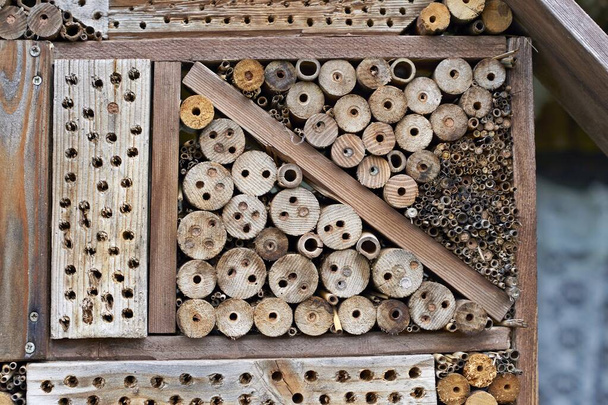 Dzika pszczoła. Mason bee Osmia na sztucznym nesting aid insekt hotel  - Zdjęcie, obraz