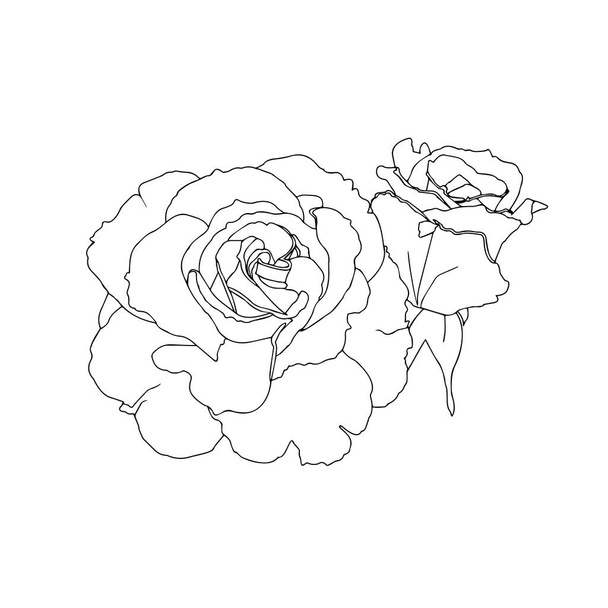 Rosas. Flores de jardín de cerca sobre un fondo blanco. Material para impresión o corte por láser. Dibujo de contorno, gráficos vectoriales. - Vector, imagen