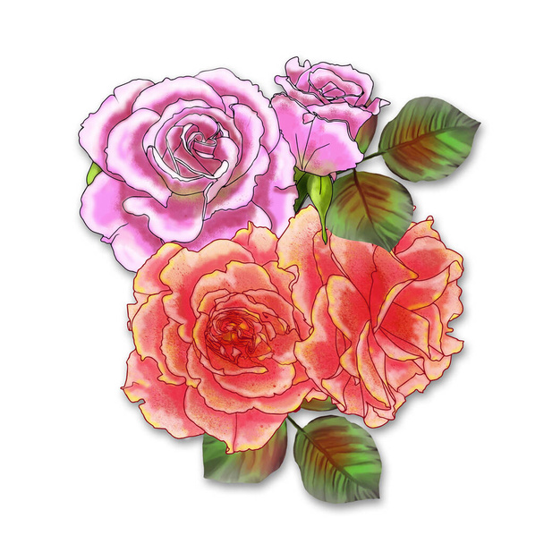 Des roses. les fleurs du jardin close-up sur un fond blanc. Matériau pour impression ou découpe laser, fond décoratif. - Photo, image