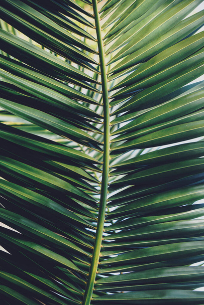 foglie di palma verde nella stagione primaverile - Foto, immagini