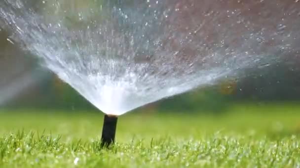 Plastic sprinkler irrigating grass lawn with water in summer garden. Watering green vegetation duging dry season for maintaining it fresh. - Footage, Video