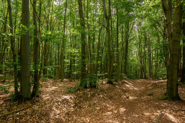 beech forest landscape in summer. beautiful nature outdoor on a sunny day. tall trees in green foliage - Foto, Imagem